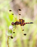 Dragonflies thumbnail